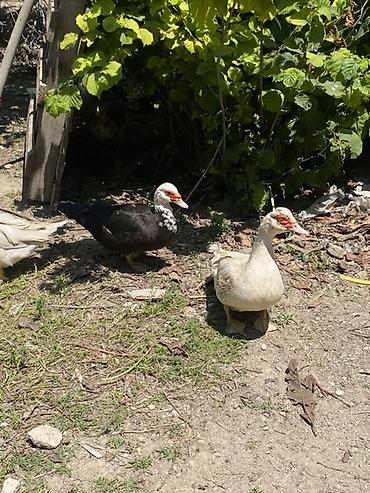 ordəyi: Dişi-20 təxmini 5,6 ədəd Erkəy40-45 2ədəd Muscovy ördəkləri — 4