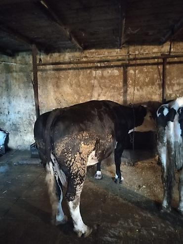 inəklər balalı: Salam Etrafli Melumat ucun zeng edin — 3