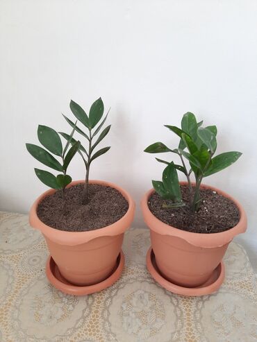 otaq bitkisi: Zamioculcas gülü
 (dollar gülü)