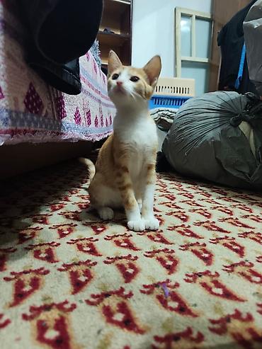 Продажа кошек: КОТЁНОК МАЛЬЧИК 2,5 МЕСЯЦА. Милый рыжебелый котёнок с короткой — 25