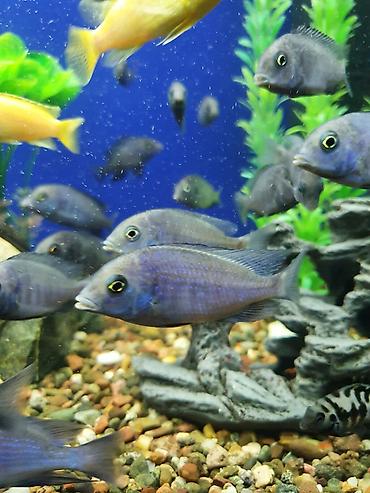 Балыктар: Продаю цихлид. Огромный выбор рыбок на любой вкус и любой размер — 8