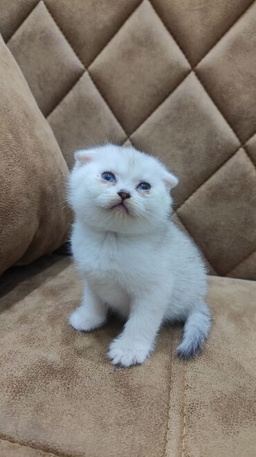 Akvarium aksessuar və ləvazimatları: Şinşilla, Erkək, Dişi