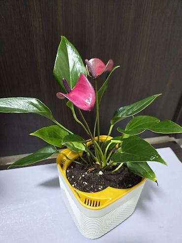 Декабристы: Декабристы (Schlumbergera) в горшках. - Окраска цветков: белая (на — 28