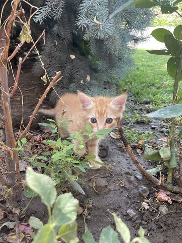 для котят: Дорогие друзья, срочно нужна ваша помощь! ❤️🆘❤️ (листайте —>) 7