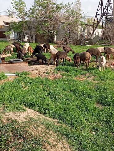 Бараны, овцы: Продаю | Овца (самка), Ягненок, Баран (самец) | Гиссарская, Полукровка, Меринос | На забой, Для разведения, Для шерсти | Племенные, Котные, Кастрированные — 12