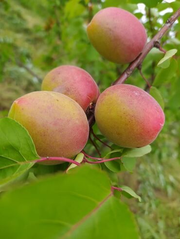 Tinglər: Hər növ meyvə aqcların satşı hər bir sort var çadrlma pulsuzdur meyvə — 19