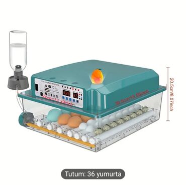 аквариум без рыб: Tezedi islenmeyib her yumurta cixartir