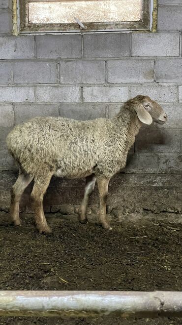 Бараны, овцы: Продаю | Овца (самка) | Для разведения | Ярка — 7