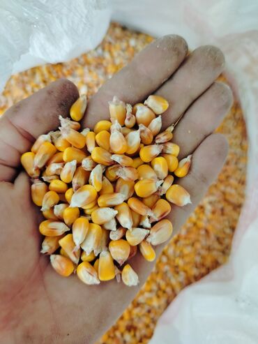продам пшеницу: Прадаеться кукуруза есть 3 Тоны
