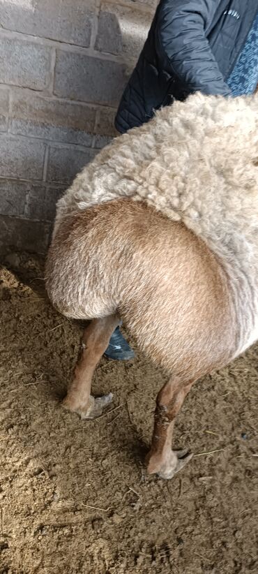 Бараны, овцы: Продаю | Баран (самец) | Для разведения | Осеменитель — 7