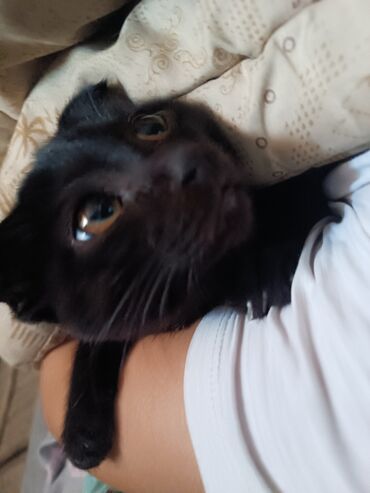 Отдам даром кошку: Кошка даром: Скотиш Фолд (Шотландская вислоухая), 4 месяца, Девочка, Приучена к лотку — 4