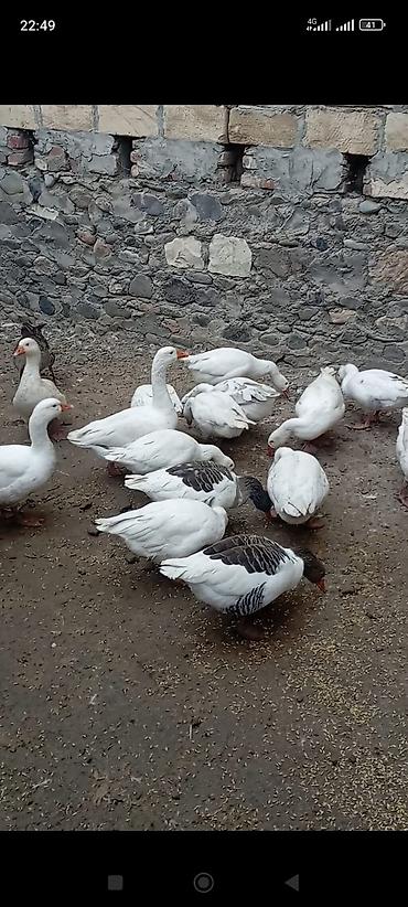 bala atlar: Ağ və boz naxışlı qaz sürüsü Salam yerli qazlar satılır vatcap nömrəsi — 2