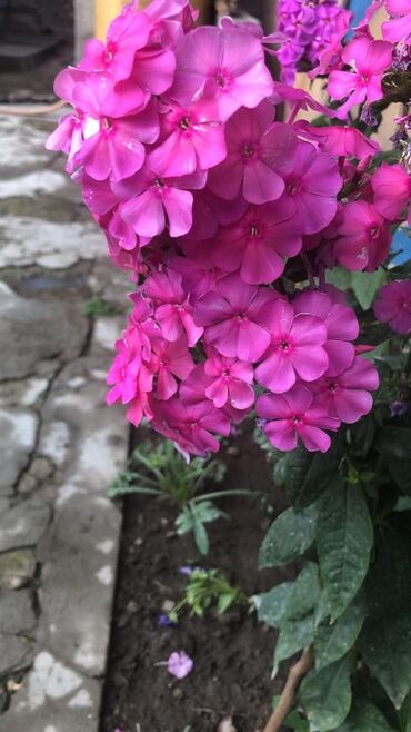 Продажа домов: Дача, 55 м², 5 комнат, Старый ремонт — 9