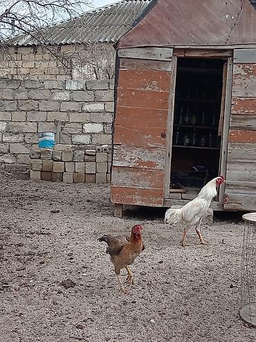 ev quş: Ağ rəngli xoruz – yerli həyətyanı təsərrüfatda yetişdirilib — 4
