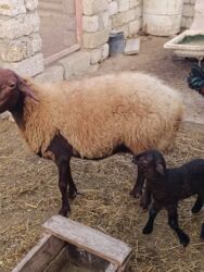 Qoyunlar, qoçlar: Yanı balalı 3 dənə qala cinsi qoyunlar və bir yerli qoyun satılır -da lalafo.az — 9 Qoyunlar, qoçlar: Yanı balalı 3 dənə qala cinsi qoyunlar və bir yerli qoyun satılır — 9