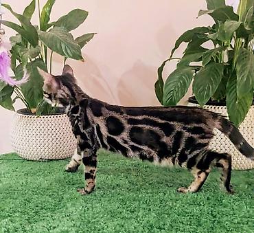 1 800 kgs котяты: Бенгальская, 4 месяца, Девочка, Шоколадный, Приучена к лотку, Проглистована, С документами — 10