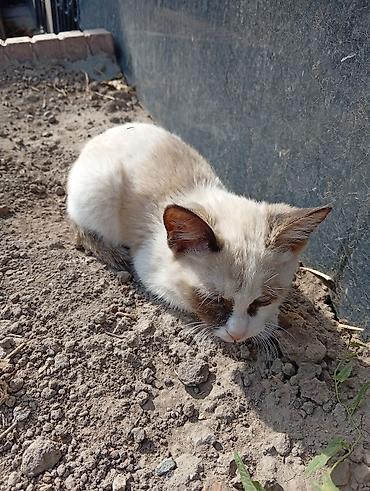 ph down: Котёнок с необычным окрасом «колор-пойнт» - Пол: не указан - Возраст — 2