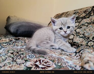 heyvanlara verilen xususi adlar: Американская короткошерстная, Самец, Самка, Самовывоз, Платная доставка