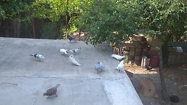 doberman qiymetleri: Əla goyercinlerdi,saglam cins.5-10 manat arası — 4