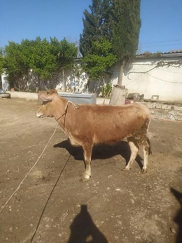 Dana, buzov: Dana, buzov — 2