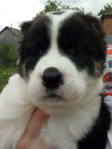 İtlər: Алабай (Alabay) Племенной питомник предлагает щенков среднеазиатской — 24