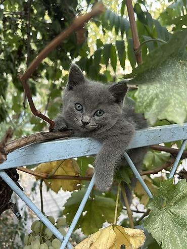 Мышыктар: Отдам в хорошие руки котят 3 черных котят -девочки, серый мальчик - — 9