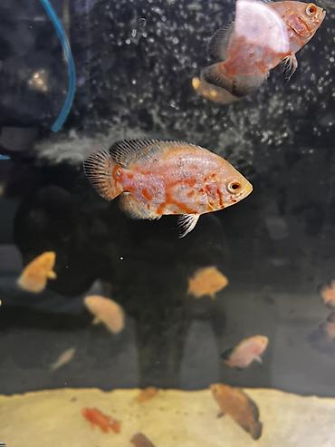 Рыбы: Оскары (Astronotus ocellatus) — молодь, окрас «ред тигр» - Вид — 2
