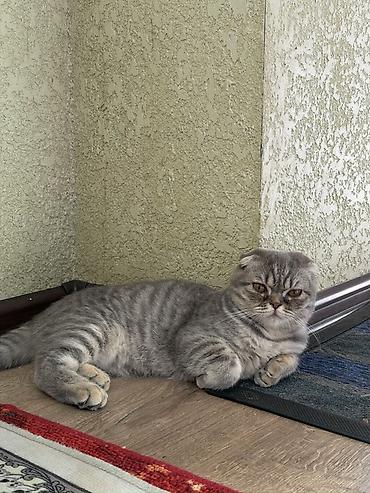 английский короткошерстный кот: Шотландская вислоухая кошка (Scottish Fold), окрас серый мраморный — 1