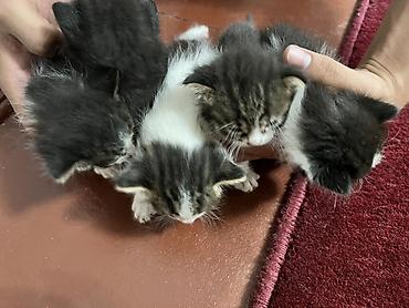 животные в аренду: Котята, помет из нескольких малышей. - Окрас: черно-белые и — 1