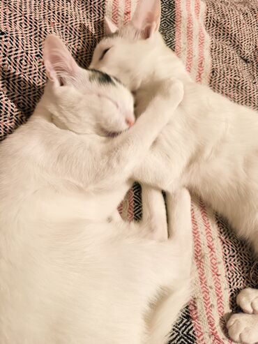 Pişiklər: Türk anqora, Dişi, Yaxşı əllərə, Ünvandan götürmə — 7