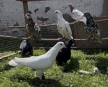 Göyərçinlər: Göyerçinler satılır — 1