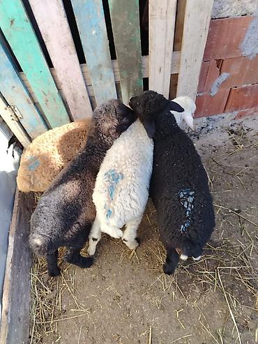 Quzu: 6 erkəy 4 dişi — 7