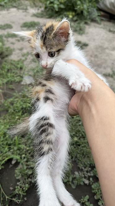 Отдам даром кошку: Котята: мальчик и девочка К латку приучены, игривые кушают очень — 25