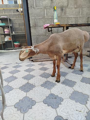 Выездные банкеты: Резат баран 999сом at lalafo.kg — 6 Выездные банкеты: Резат баран 999сом — 6