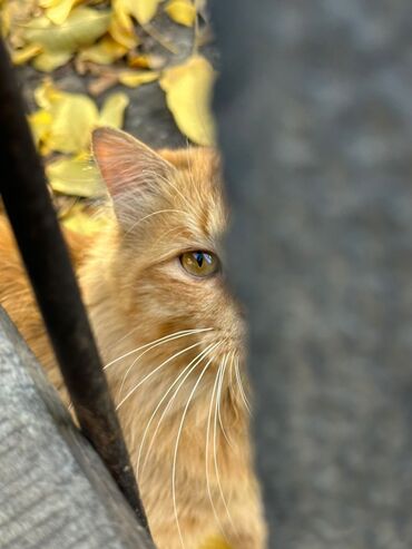 сибирский кот: Продается кот,около 7-8 месяцев,сибирская порода.Котик мальчик,очень