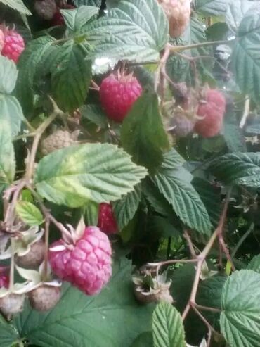 jastucnice za decu: Na prodaju sadnice maline cena po dogovoru zavisi od kolicine i sorte