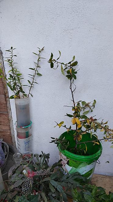 физалис купить: Пироканта (Pyracantha) — декоративный кустарник оранжевыми кустк — 5