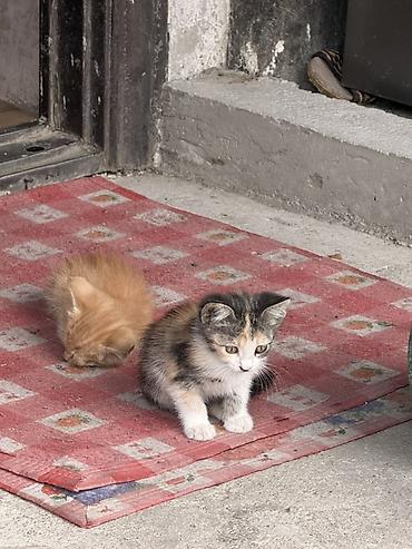 Үй жаныбарлары: Котята, помёт из нескольких малышей разной окраски: - рыжие и кремовые — 3