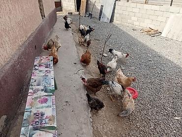 Продам с/х животных: Продаю | Куры | Домашняя | Для разведения — 5