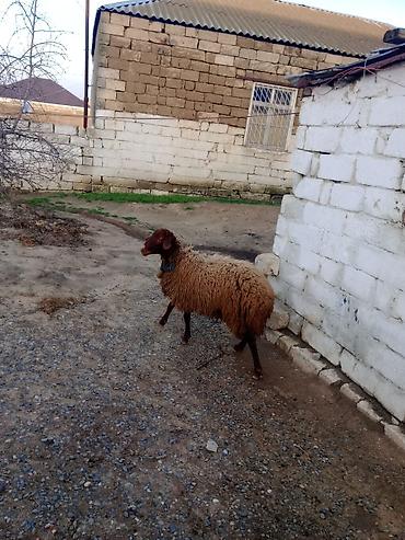 Qoyunlar, qoçlar: Erkək, Qala, il: 1, Damazlıq — 8