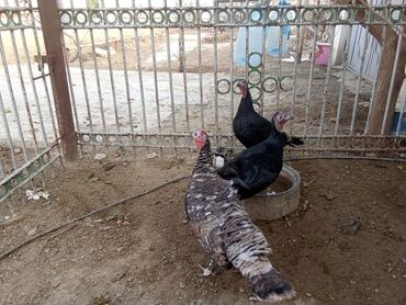 Hinduşka: Hind quşları – qara və boz rəngli - Şəkillərdə görünən sağlam hind -da lalafo.az — 9 Hinduşka: Hind quşları – qara və boz rəngli - Şəkillərdə görünən sağlam hind — 9