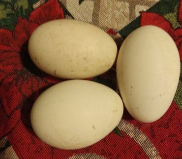 Инкубационные гусиные яйца от очень крупных домашних гусей в день от