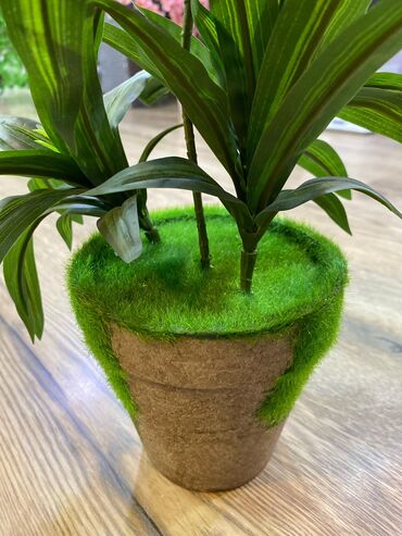 Ağaclar: Depodan bir basa satis 70azn baslayan dekarativ suni agaclar topdan — 14