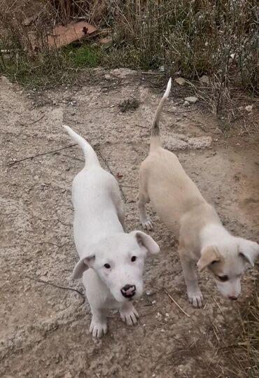 İtlər: 3 ay, Erkek, Pulsuz çatdırılma — 5