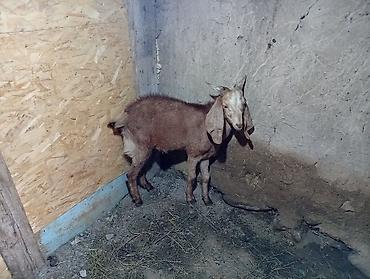 дойки ко: Продаю | Козёл (самец) | Для разведения | Осеменитель — 3