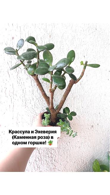 каланхоэ: Продаю свои Комнатные суккуленты и декоративные растения.🪴🌿 Продаю — 3