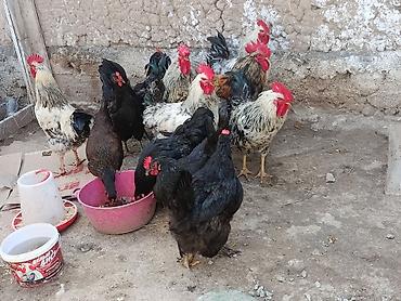 Куры, петухи: Продаю | Куры — 3