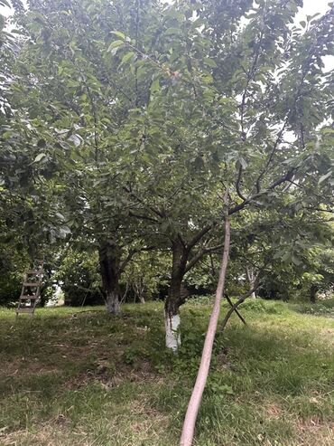 Torpaq sahələrinin satışı: Kənd təsərrüfatı, Kupça (Çıxarış) — 7