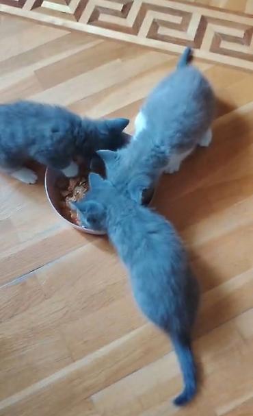 Pişiklər: Britan, Erkək, Dişi — 10