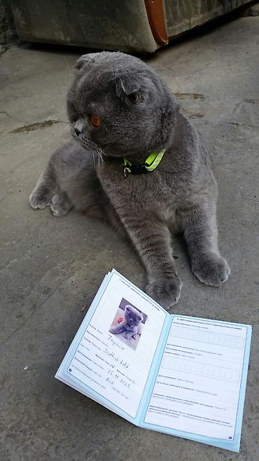 it tuklu: Şotland yastı qulaq, Erkək, Yaxşı əllərə — 2